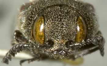 Media type: image;   Entomology 24417 Aspect: head frontal view